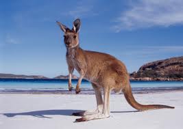 AUSTRALIA - canguro