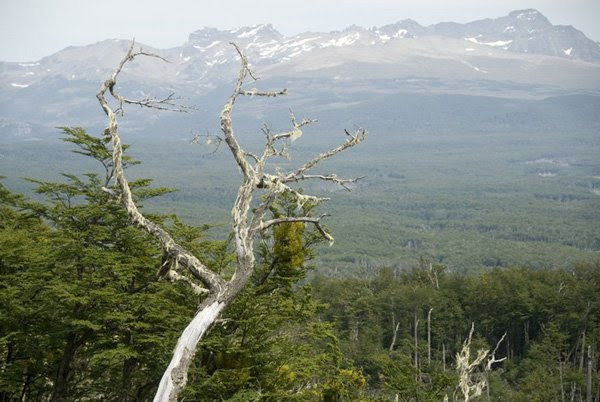 Se encuentra abierta la convocatoria para la presentación de Planes de Manejo y Conservación de los Bosques Nativos de la provincia de Tierra del Fuego