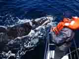 Chubut lanzó oficialmente la temporada de ballenas