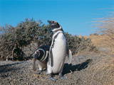 Este domingo se lanza la temporada de pingüinos en Punta Tombo