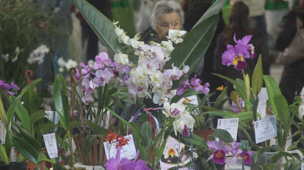 10°  Exposición Santafesina de Orquídeas y Bromelias – 3° Provincial