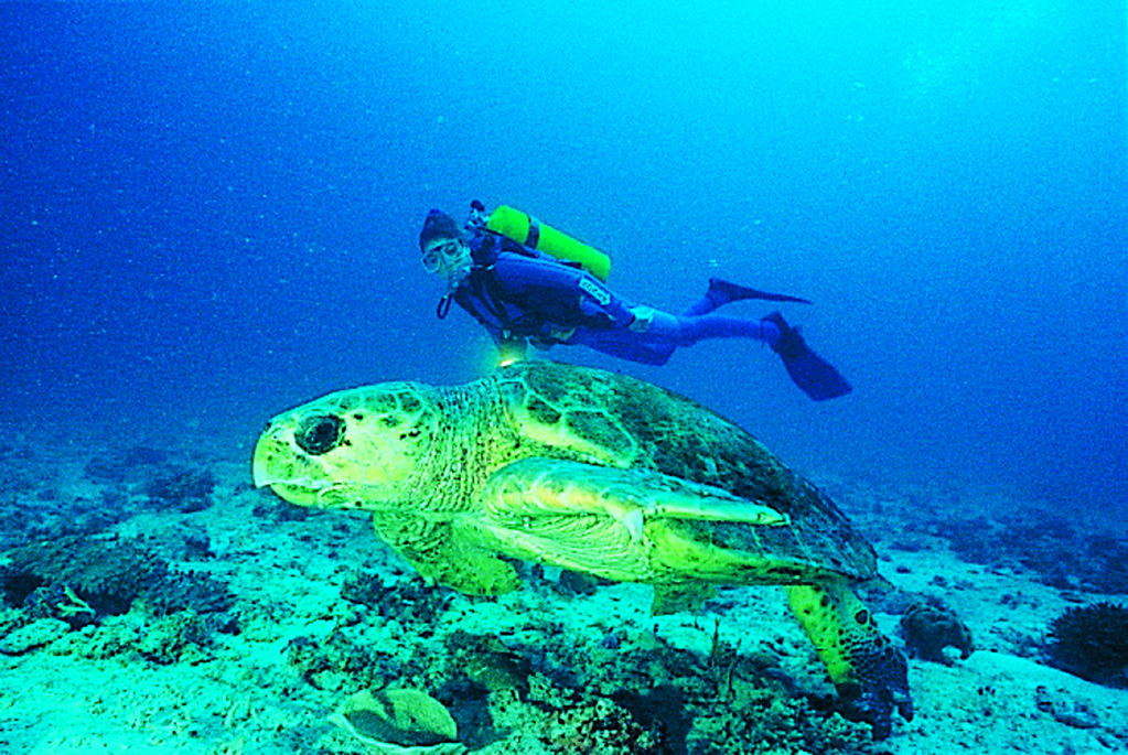 Heron Island Resort BUCEO 2 tortuga gigante