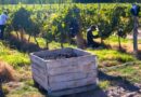 Fiesta Provincial de la Vendimia: un homenaje a la producción vitivinícola rionegrina