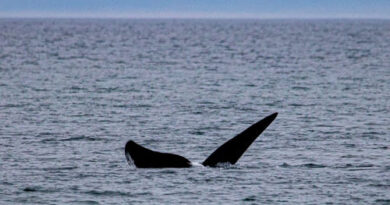 Se vieron las primeras ballenas en Puerto Madryn
